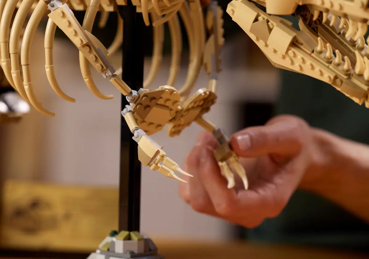 Les fossiles de dinosaures  le Tyrannosaurus rex